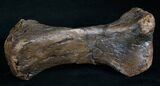 Edmontosaurus (Hadrosaur) Metatarsal - #8452-2